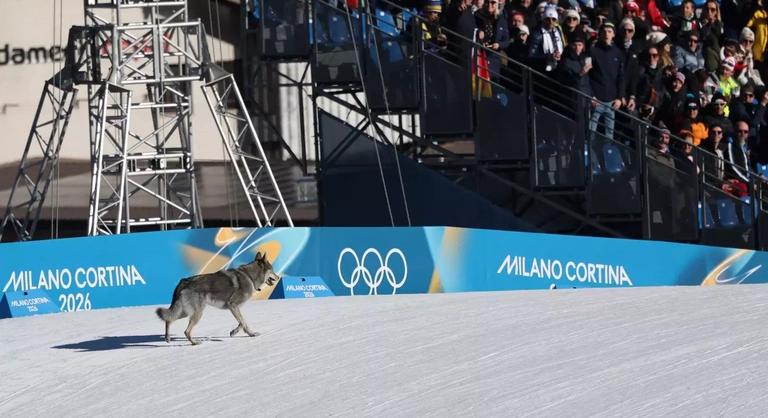 Pályára szökött egy farkaskutya a téli olimpián, a célvonalig kísérte a versenyzőket