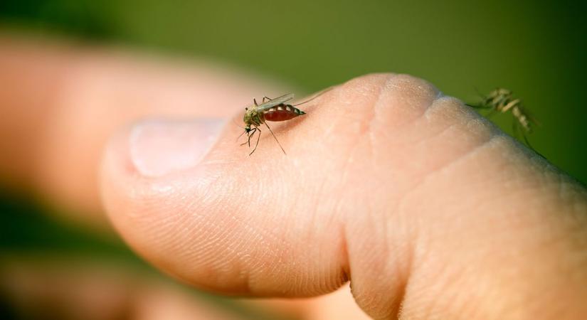 Halálos veszéllyé váltak a szúnyogok Európában, Magyarország sem fog kimaradni