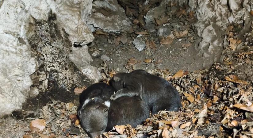 FOTÓ/VIDEÓ: A lelőtt anyamedve árvái az életükért küzdenek: az első éjszaka anyjuk nélkül mindent eldöntött