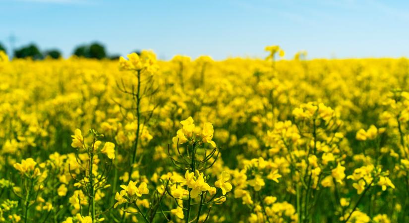 Meg van kötve sok magyar gazda keze: ebben nincs más választásuk