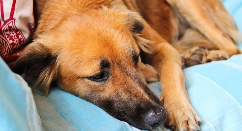 7 figyelmeztető jel, hogy a kutyád életveszélyes állapotban van
