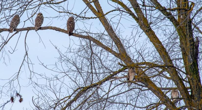 Rekordszámú bagoly telelt Hortobágyon