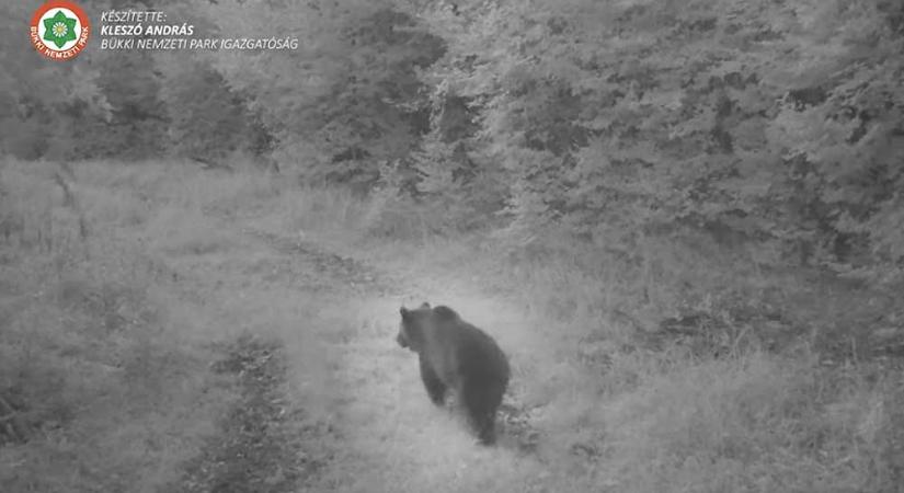 Újabb figyelmeztetés érkezett: szerda reggel Veresegyház és Csomád között látták a medvét
