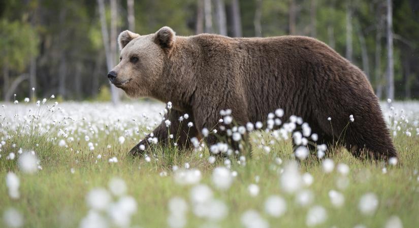 Szerdán Veresegyház és Csomád között látták bandukolni a medvét, óvatosan a túrázással a környéken!