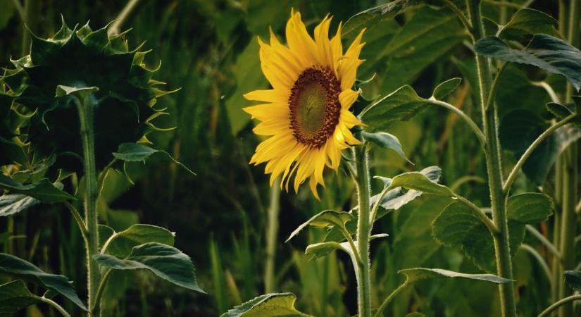 Biológiai válasz a napraforgó-termesztés kihívásaira