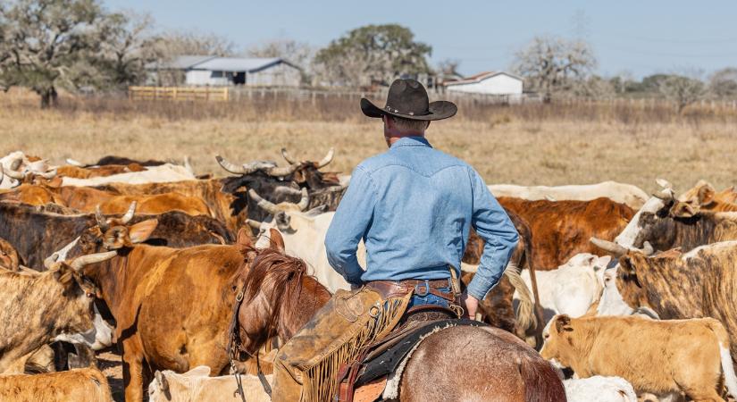 Rejtély a marhapiacon: brutális a kereslet, mégsem nő az állomány