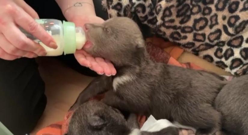 Árva medvebocsok élet-halál küzdelme: órák dönthetnek a túlélésükről