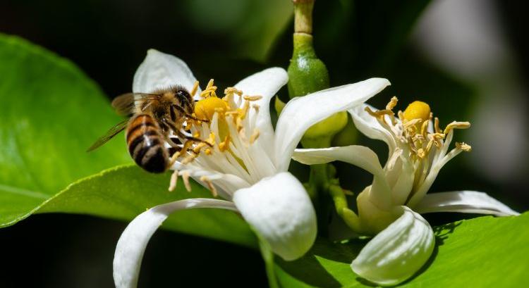 Klímaváltozás: éhezhetnek a beporzók?