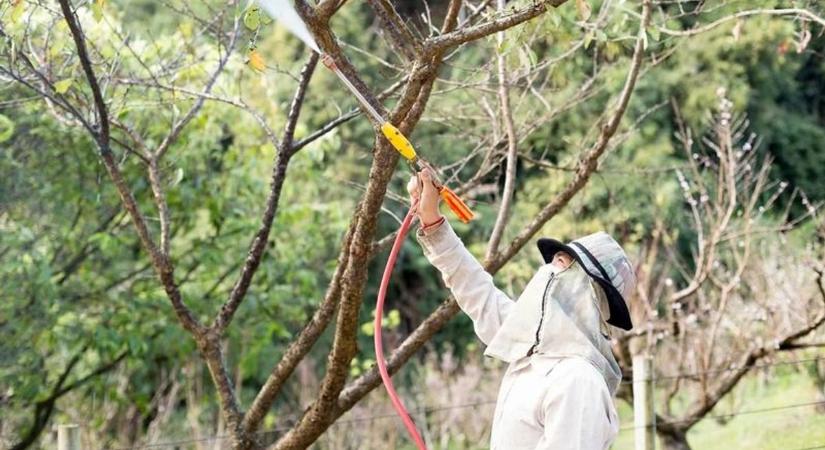 Februári lemosó permetezés: hogyan készítik fel a gyümölcsösöket a tavaszra?
