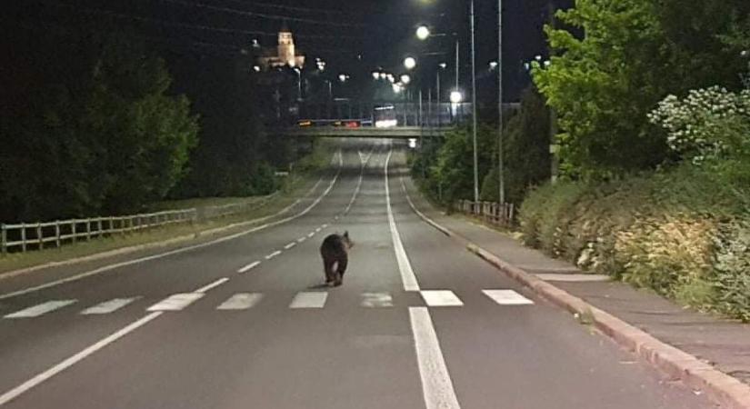 Egyre több állat válik éjszaka aktívvá miattunk