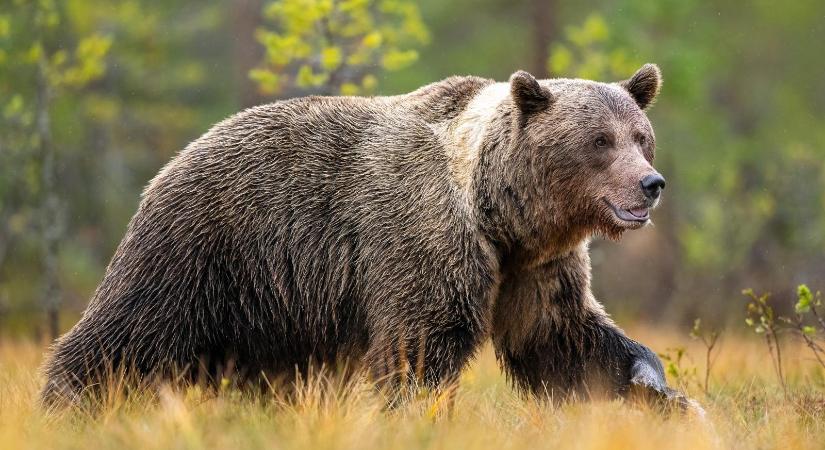 Veresegyház és Csomád között bandukolt a Hungaroringnál feltűnt medve