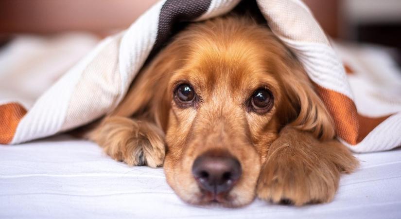 Nagy felfedezést tett a tudomány – ez minden kutyás gazdát érint