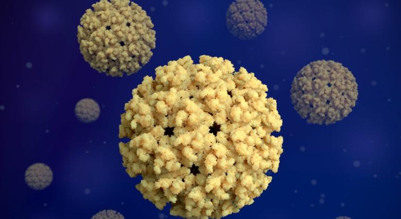 Magyarországra is bejutott a trópusi chikungunya-vírus