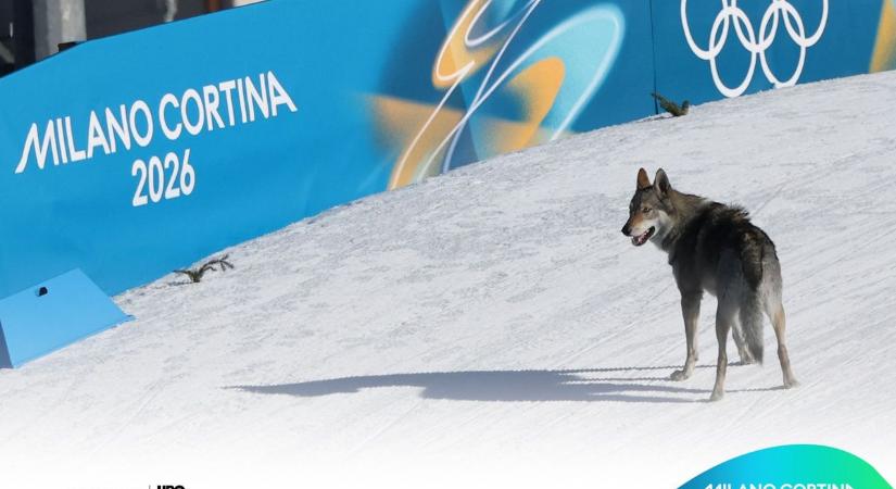 Snoop Dogg már lelépett, új kutya a téli olimpia sztárja