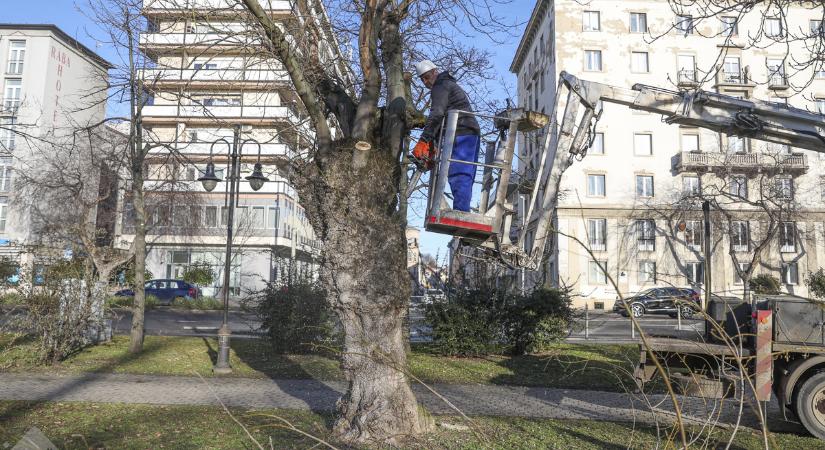 Fa kivágása kezdődik az Erzsébet ligetben