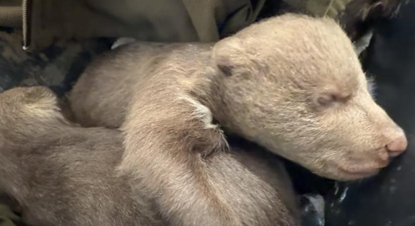 Elaltatták az árván maradt hím medvebocsot (VIDEÓ)