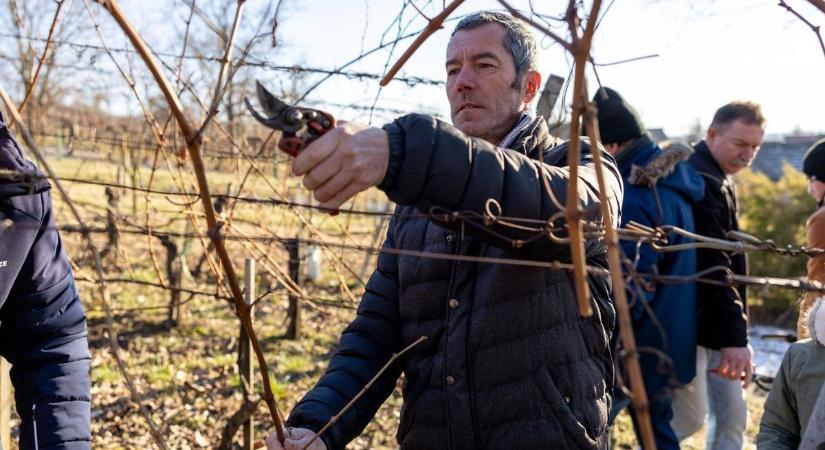 Javában folyik a metszés, akár 25 ezer forintot is fizetnek a napszámosoknak