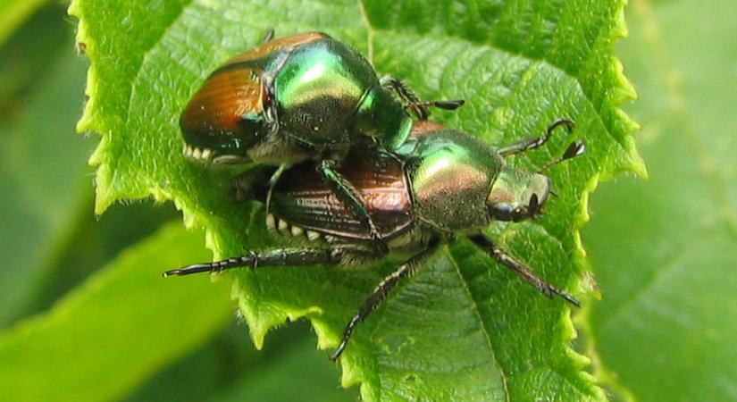 Fokozódik a behurcolás kockázata – már Horvátországban is megjelent a japán cserebogár