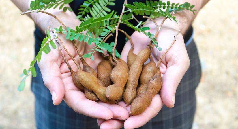 Ebben az elfeledett csodagyümölcsben, háromszor annyi magnézium van, mint a banánban