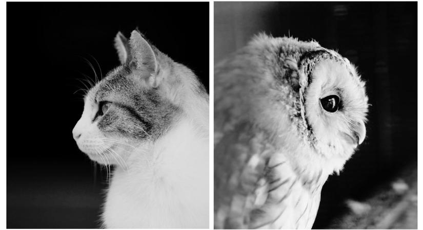 Miért olyan macskaszerű a bagoly?