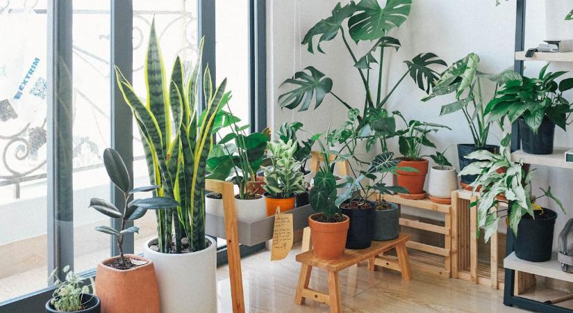 Ezek a szobanövények imádják a kávézaccos locsolást, mutatjuk a módszert