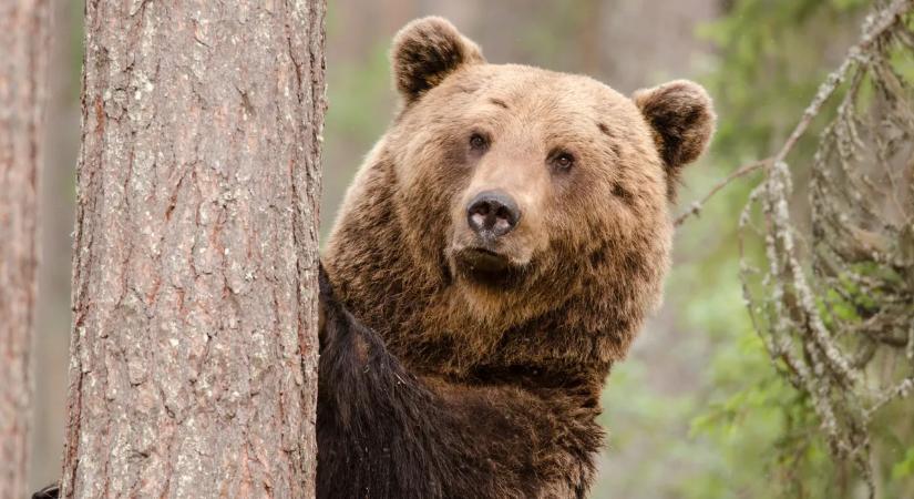 Turnén a mogyoródi medve: Veresegyház és Csomád közelében látták a ragadozót