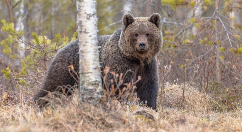 Természetvédelmi őrszolgálat: Nincs nyoma medvének Mogyoród környékén