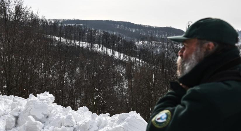 „Nem találtunk medve jelenlétére utaló nyomot” – reagált a nemzeti park a Mogyoród környéki medveészlelésekre