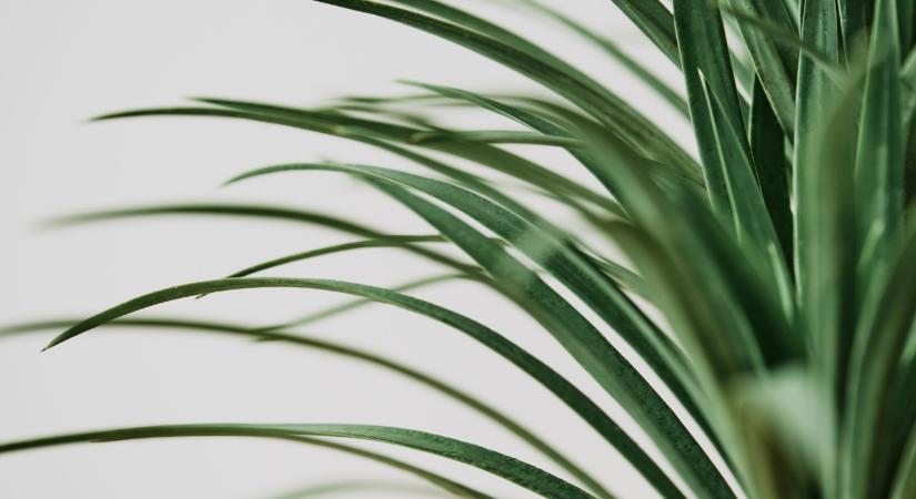 Ezért lógnak a dracéna levelei tél végén, még nincs veszve minden