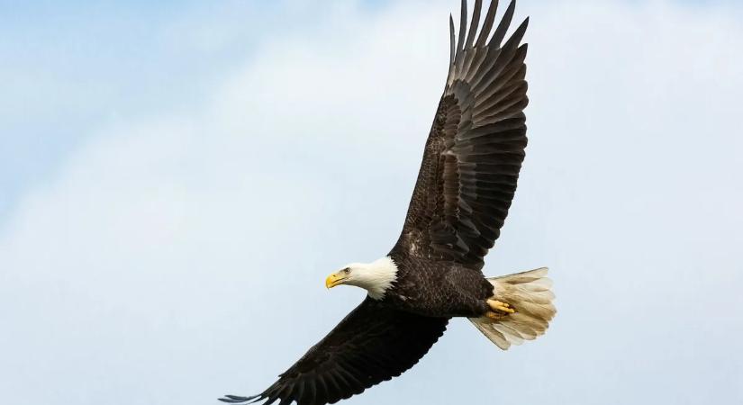 A jeges folyón sodródott a rétisas – az utolsó pillanatban érkezett a segítség