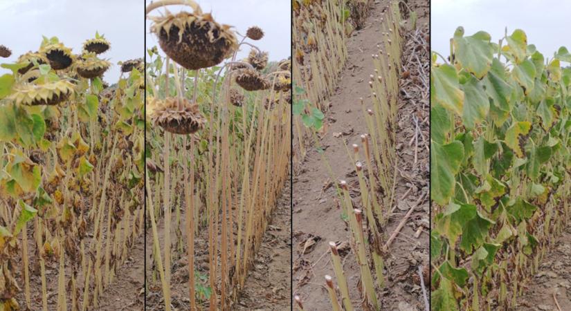 Aszály, talajélet és kényszerérés: mi áll a napraforgó hirtelen pusztulása mögött?