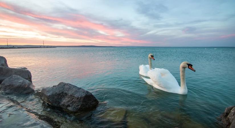Halálos betegség jelent meg a Balatonnál