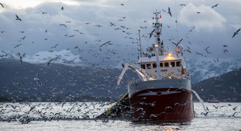 Ez az ország árasztja el hallal Európát: meglepő, honnan érkezik az áru