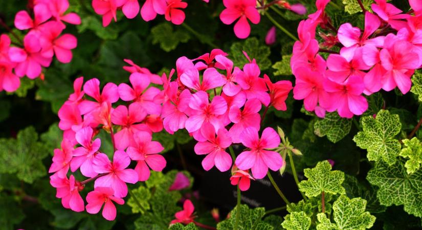 Így nevelhet muskátlit magról, hogy tavasszal már virágozzon