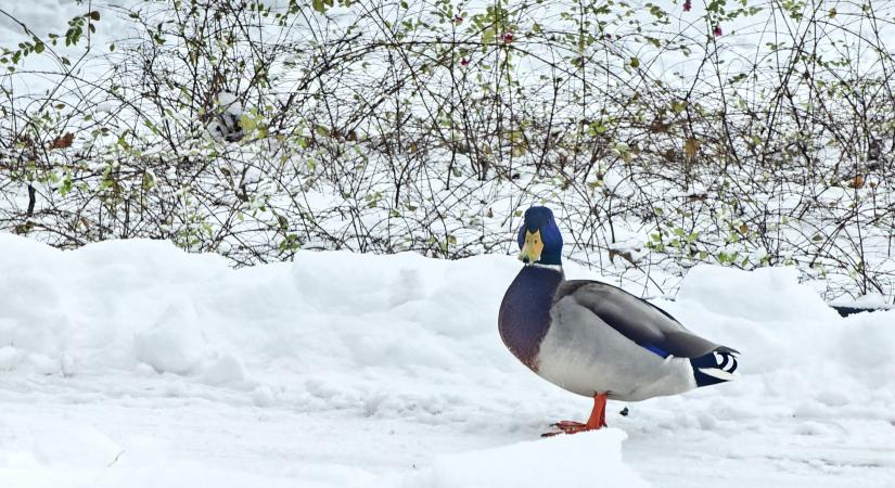 Több centiméter hó eshet Hajdú-Biharban