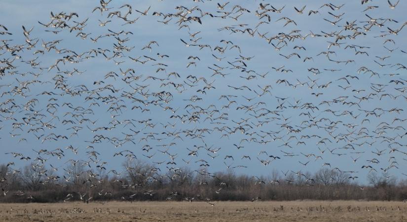 Vadludak, récék, nagy pólingok – Élénkül a madárvonulás a Kis-Sárréten