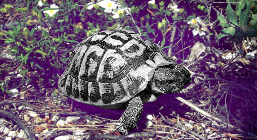 Az állandó szexuális agresszió elől inkább a mélybe vetik magukat a nőstényteknősök