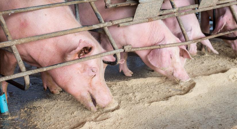 4 taggal indultak, ma ezren vannak: hogyan tovább, magyar sertéstartók?