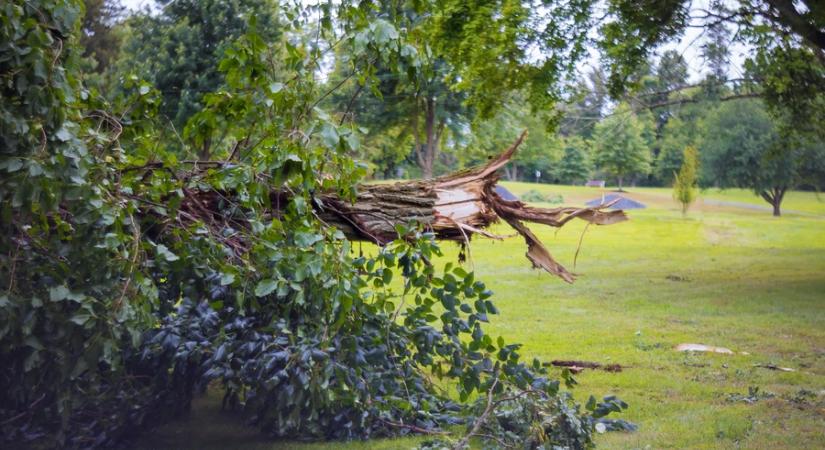 Ápolással és gondozással a fakidőlések ellen