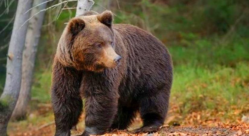 Medveveszély Budapest környékén: a nemzeti park szakemberei nem találtak medvére utaló nyomokat