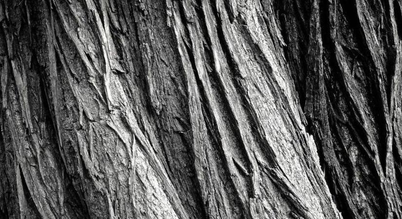 Balesetveszélyes fákat vágnak ki Győrben