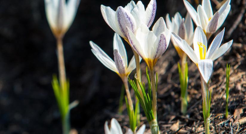 Védett növényeink kvíz