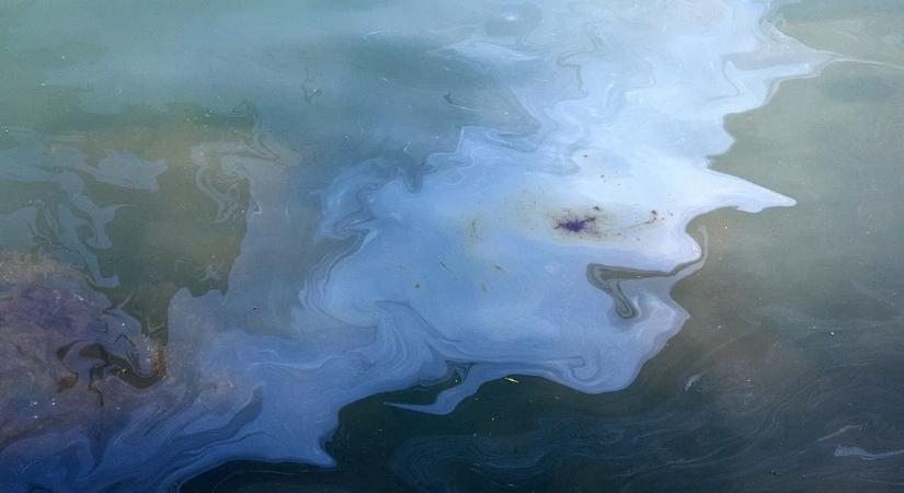 Brutális szörnyeteg mentheti meg az óceánokat