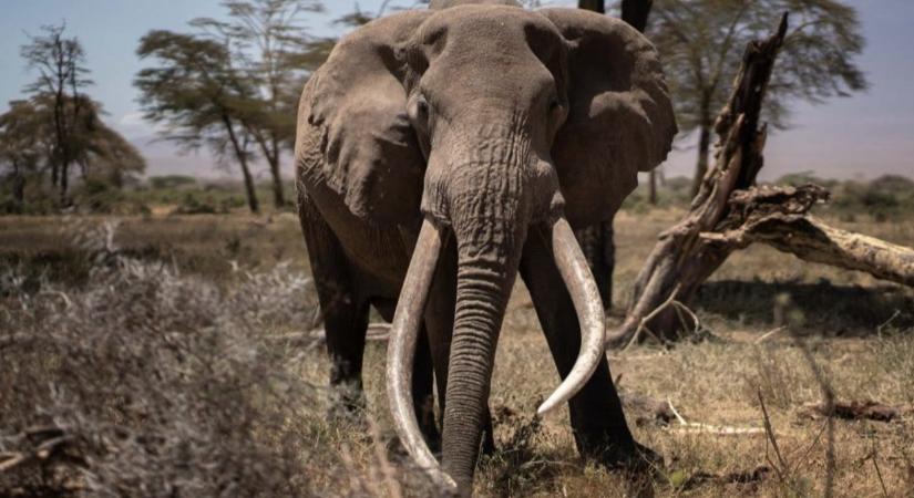 Magyar turistát ölt meg egy elefánt Srí Lankán