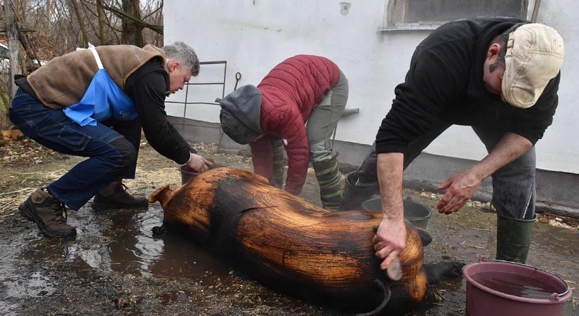 Komoly próbát álltak ki a böllér tanoncok, végül mindenki a saját lábán távozott – galériával és videóval