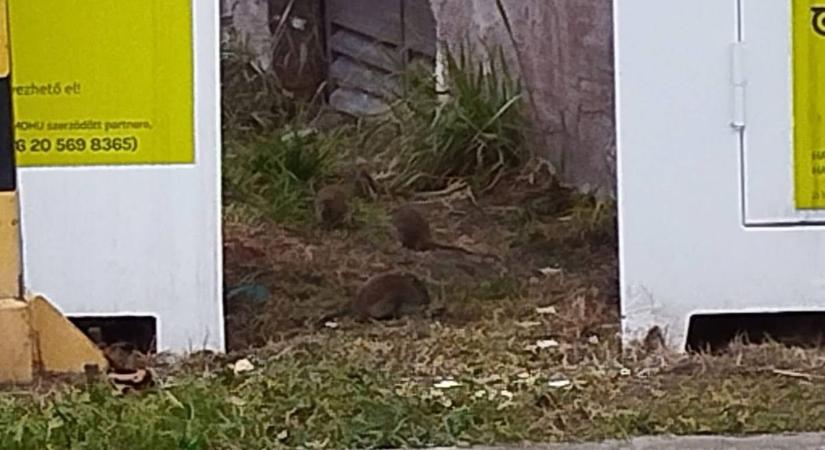 Kártékony rágcsálók lepték el Győr-Újváros egy fontos részét