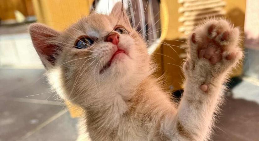 Cuki cicás fotók tőletek, a macskák világnapja alkalmából