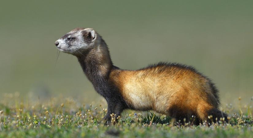 Különleges rágcsáló portyázik a magyar földeken: őrület, hogy néz ki