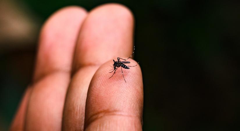 Trópusi vírus terjedhet Európában: itthon öt hónapban is fertőzhet