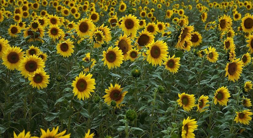 Milyen kihívások elé állítja a növény- és talajvédelmet a napraforgó térnyerése?